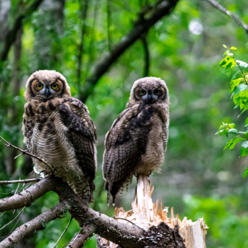 Great Horned Protector
