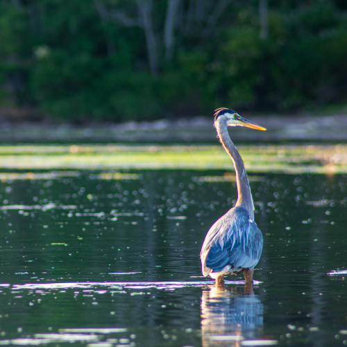 Hunting Heron