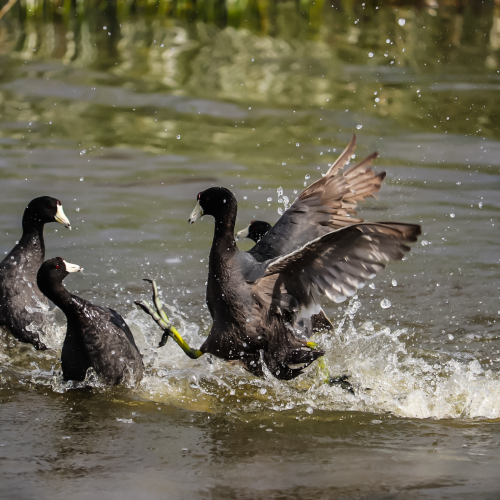 American coot fighting over territorial boundaries