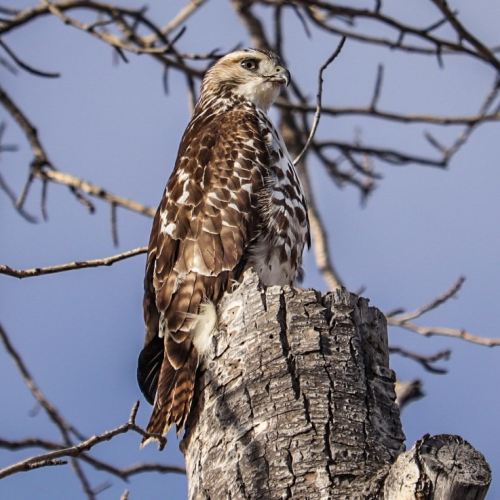 Red tailed hawk