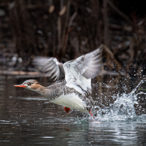 Red breasted merganser taking off