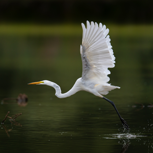 Great egret taking off