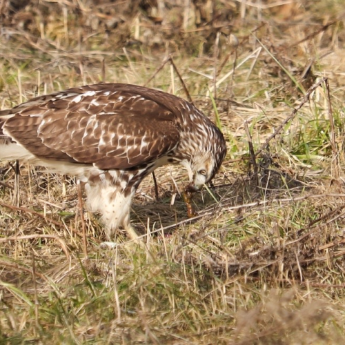 Hawk eating its prey