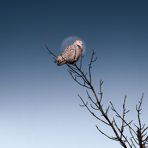 Snowy Owl + Super Moon