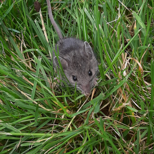 Baby mouse