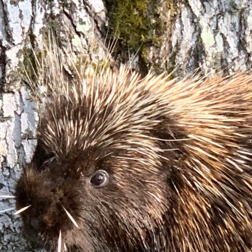 Porcupine