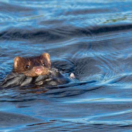 The little mink with a mouth full of feathers.