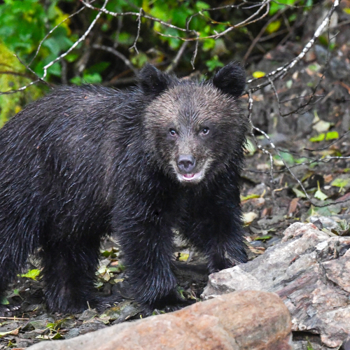 Cub Of The Year