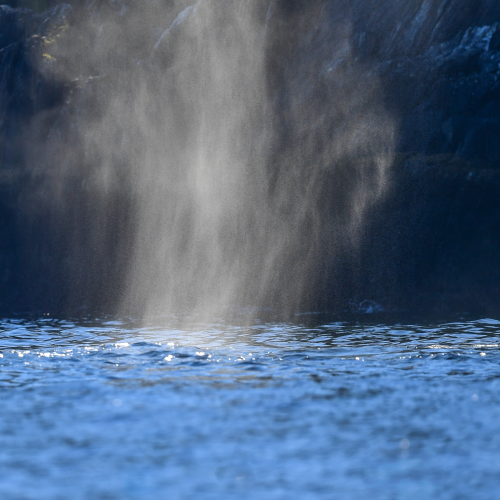 A Pod Of Humpback Whales