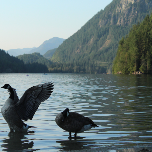 Canada Goose takes flight