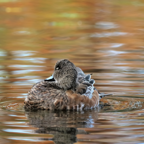 Preening session