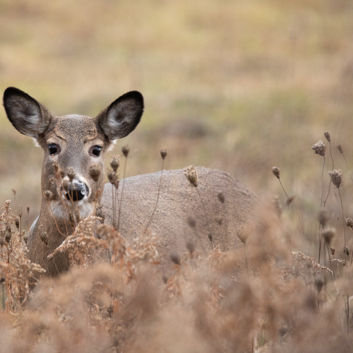 White Tailed Doe