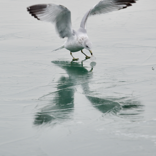 Playing with Ice