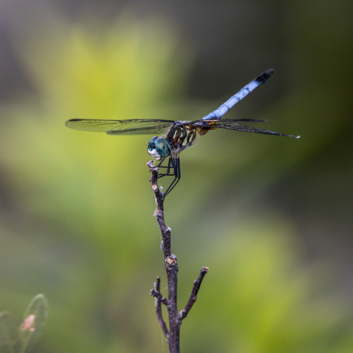 Dragon Fly