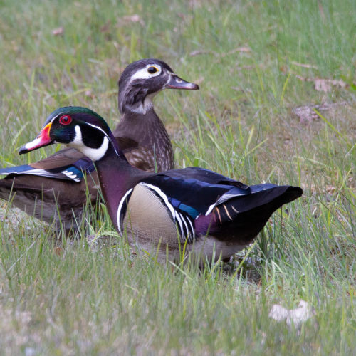 Wood Ducks