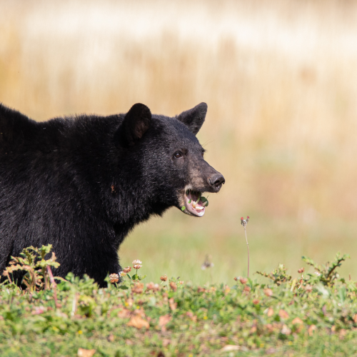 Black Bear