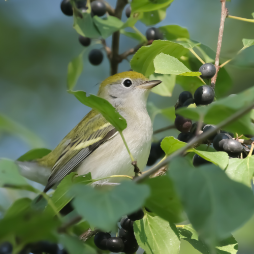 The beauty of the immature