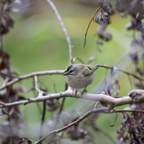 Golden-crowned Kinglet in High Park