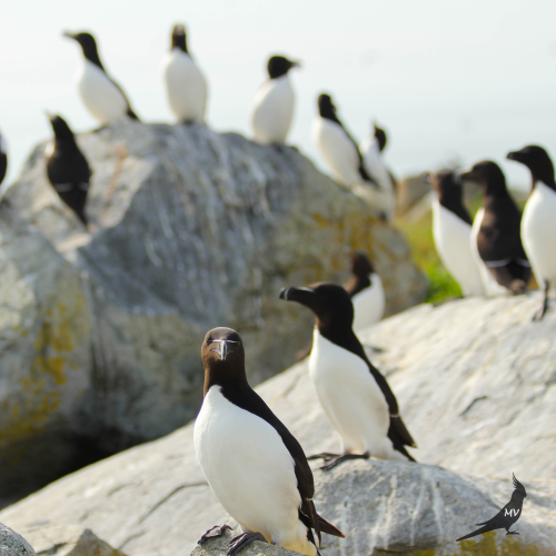 Clowns of the seas - Atlantic Puffins 