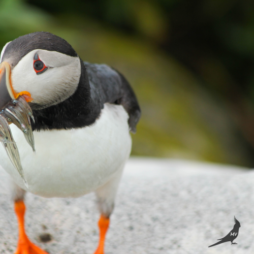 Clowns of the seas - Atlantic Puffins 