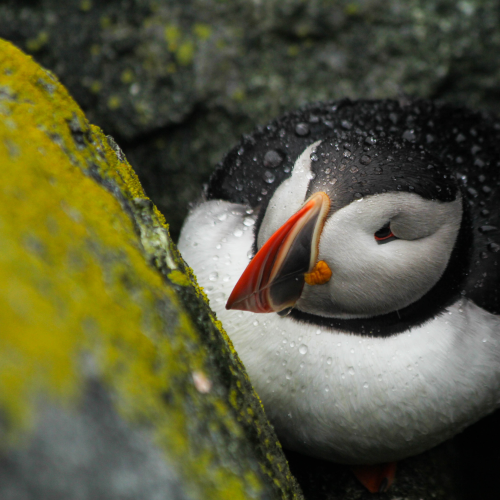 Clowns of the seas - Atlantic Puffins 