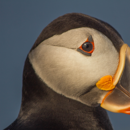 Clowns of the seas - Atlantic Puffins 