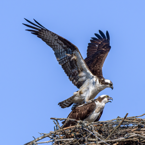 Ospreys Mating