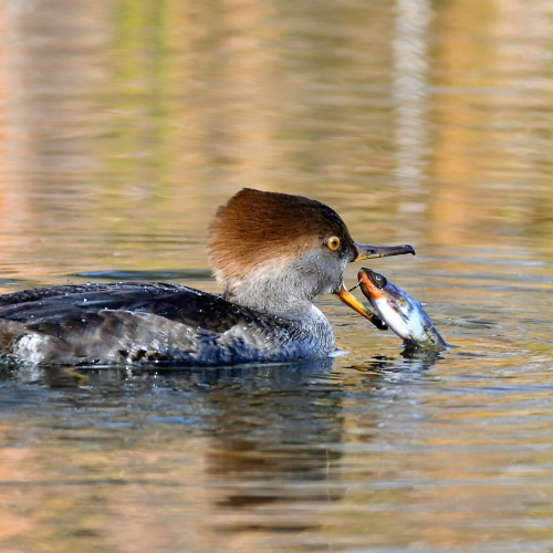 A Bite for Lunch
