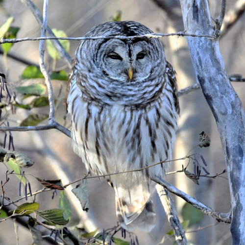 Barred Owl