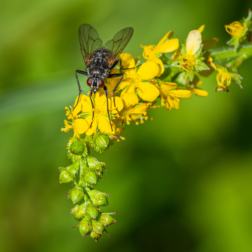 Fly Resting on Agrimony