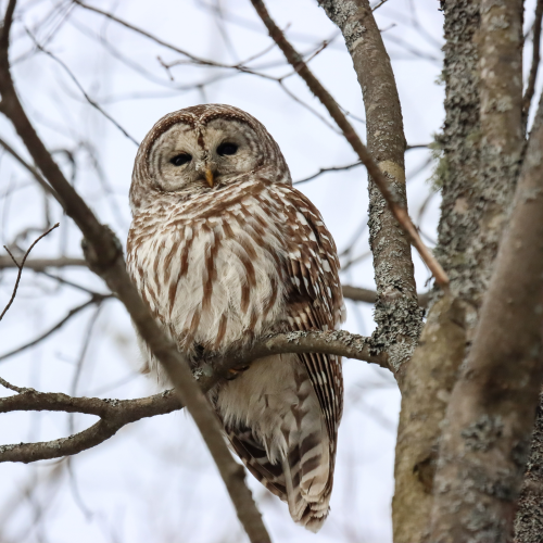 Barred Owl