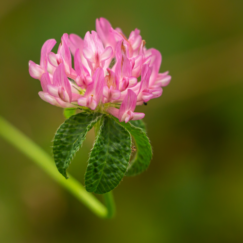 Alfalfa Flower