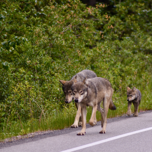 wolf family - Bow Valley Parkway, Banff National Park