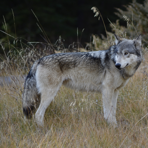 wolf family - Bow Valley Parkway, Banff National Park