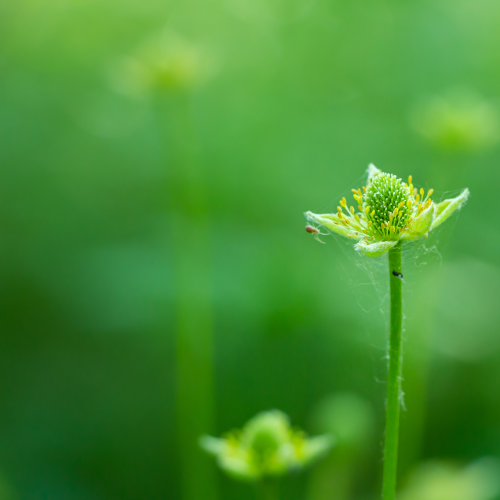 Alfalfa Flower