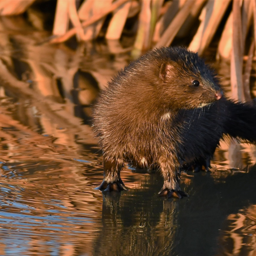 Playful Mink
