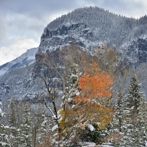 Fall Radiance , Banff National Park