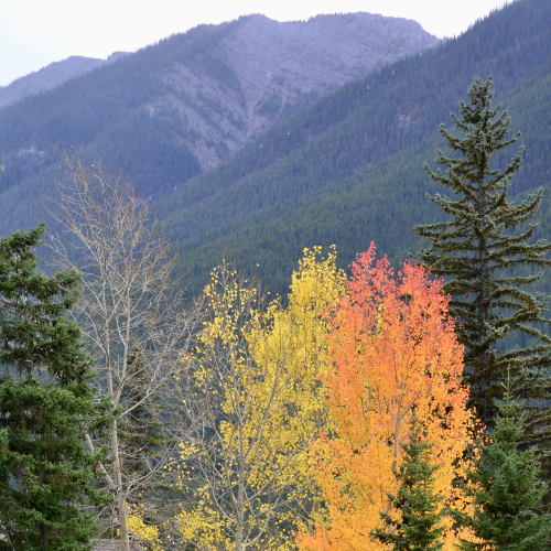 Fall Radiance , Banff National Park