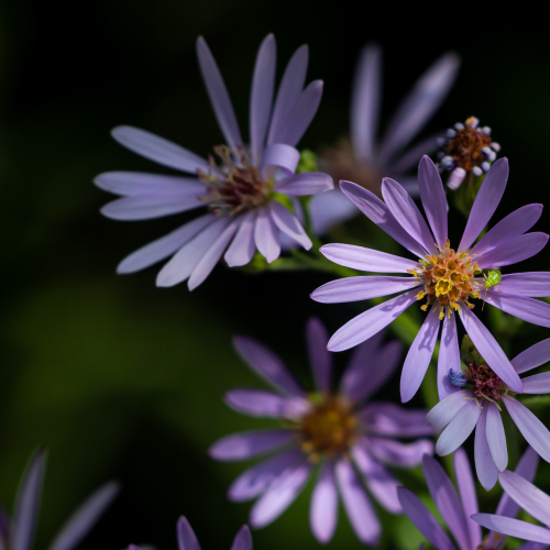 Tiny Aphid on Aster flowers