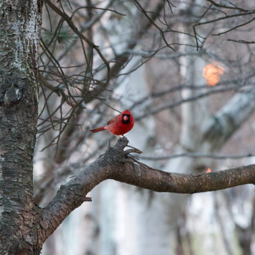 Northern Cardinal in Downtown Toronto