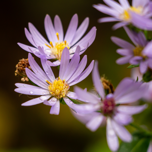 Raindrops on Aster flowers