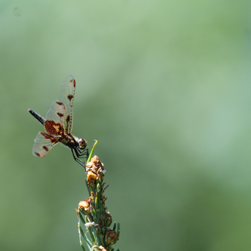 Dragonfly