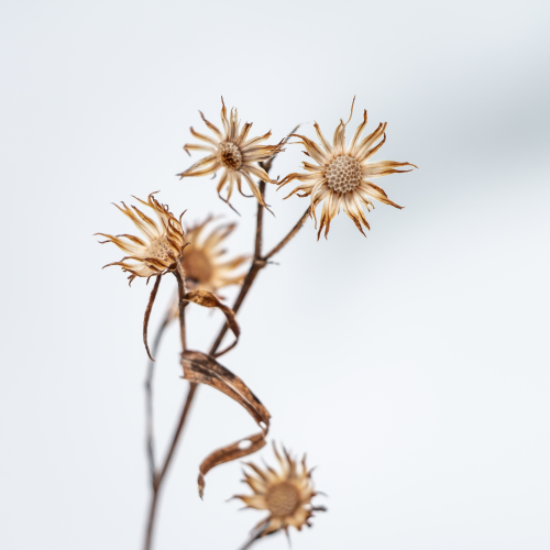 Aster flowers in Winter