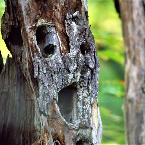 The tree that witnessed 2020.