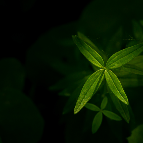 Northern Bedstraw in the Shade