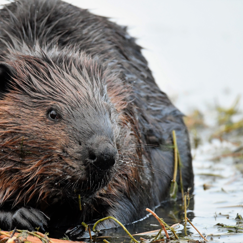 Canadian Beaver