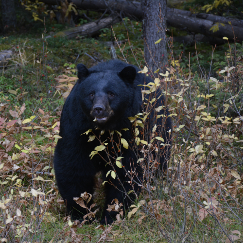 Bears in nature at Johnston Canyon, Banff National Park