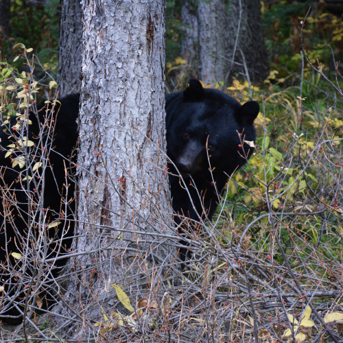 Bears in nature at Johnston Canyon, Banff National Park