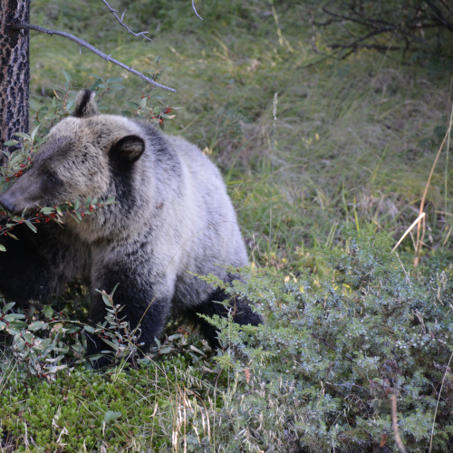 Bears in nature at Johnston Canyon, Banff National Park