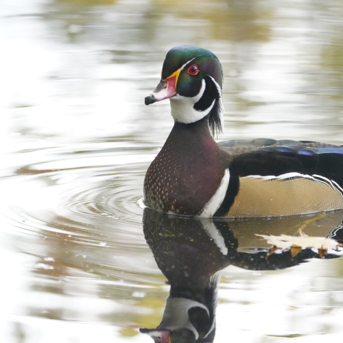 The Happiest Wood Duck